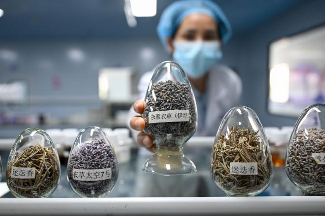 (260904) -- YINING, Sept. 4, 2026 (Xinhua) -- A staff member tests the raw materials at a research and development center of a biotech company in Yining, northwest China's Xinjiang Uygur Autonomous Region, Sept. 2, 2026. In recent years, advances in agricultural technology have become key helpers for Xinjiang's farmers. Mechanization and intelligent facilities are now widely used from planting to harvesting. (Xinhua/Ding Lei)