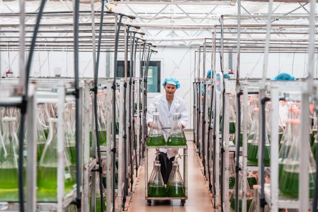 (260906) -- BEIJING, Sept. 6, 2026 (Xinhua) -- A staff member works at a Haematococcus Pluvialis breeding base of a biotech company in Chuxiong Yi Autonomous Prefecture, southwest China's Yunnan Province, Sept. 4, 2026. In recent years, Chuxiong has accelerated the coordinated development of traditional Chinese medicine, biopharmaceuticals and the comprehensive health industry. The biopharmaceutical industry chain in Chuxiong achieved an output value of 24.073 billion yuan (about 3.59 billion U.S. dollars) in 2025. (Xinhua/Hu Chao)