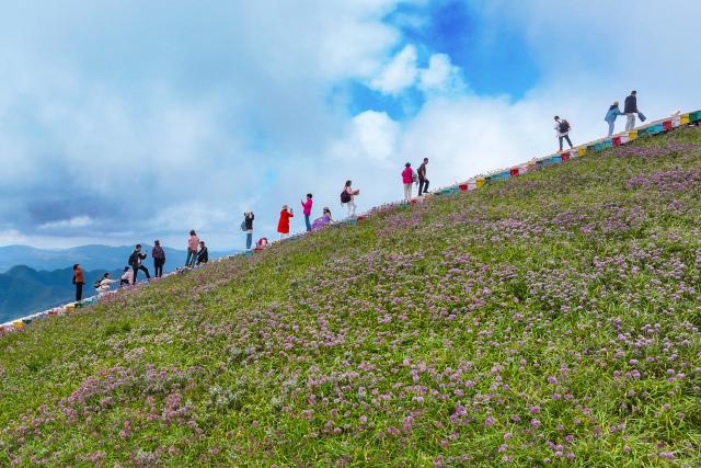 (260906) -- BEIJING, Sept. 6, 2026 (Xinhua) -- A drone photo taken on Sept. 5, 2026 shows tourists enjoying the view of a flower field at a scenic area in Bijie, southwest China's Guizhou Province. (Photo by Li Hua/Xinhua)