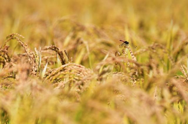 (260906) -- HARBIN, Sept. 6, 2026 (Xinhua) -- A dragonfly lands on a rice ear at a paddy field in Suihua City, northeast China's Heilongjiang Province, Sept. 4, 2026. (Photo by Liu Huapeng/Xinhua)