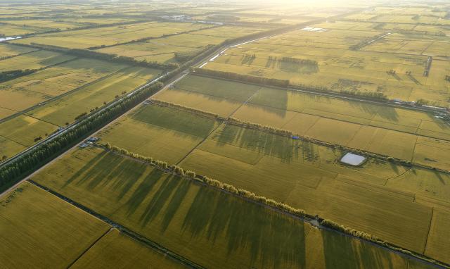 (260906) -- HARBIN, Sept. 6, 2026 (Xinhua) -- An aerial drone photo taken on Sept. 5, 2026 shows a view of paddy fields at a farm under the Beidahuang Group in northeast China's Heilongjiang Province. (Photo by Huang Yongxing/Xinhua)