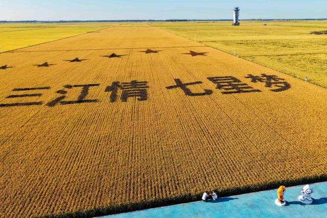 (260906) -- HARBIN, Sept. 6, 2026 (Xinhua) -- An aerial drone photo taken on Sept. 5, 2026 shows a view of paddy fields at a farm under the Beidahuang Group in northeast China's Heilongjiang Province. (Photo by Liu Wanping/Xinhua)