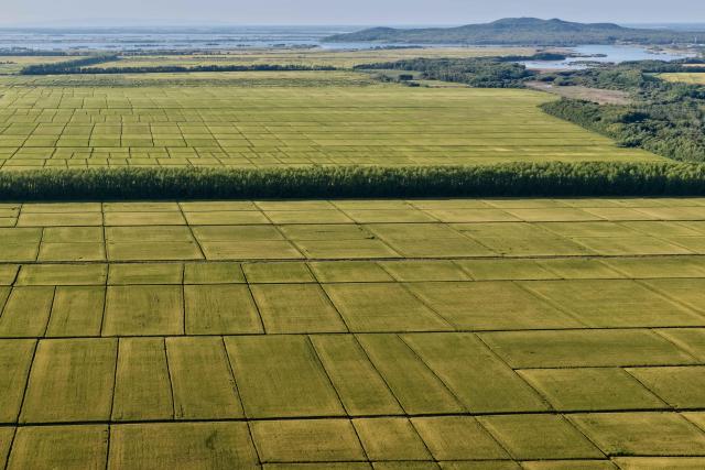 (260906) -- HARBIN, Sept. 6, 2026 (Xinhua) -- An aerial drone photo taken on Sept. 5, 2026 shows a view of paddy fields in Tongjiang City, northeast China's Heilongjiang Province. (Photo by Li Wenbin/Xinhua)