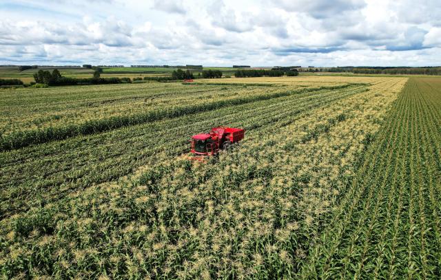 (260906) -- HARBIN, Sept. 6, 2026 (Xinhua) -- An aerial drone photo taken on Sept. 2, 2026 shows a harvester operating in a corn field at a farm under the Beidahuang Group in northeast China's Heilongjiang Province. (Photo by Xu Yingxian/Xinhua)