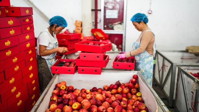 (260906) -- WEINING, Sept. 6, 2026 (Xinhua) -- Workers pack apples at a fruit company in the Yi-Hui-Miao Autonomous County of Weining, Bijie, southwest China's Guizhou Province, Sept. 5, 2026. Early-ripening apples in the Yi-Hui-Miao Autonomous County of Weining are gradually entering the harvest season. The county has 150,000 mu (about 10,000 hectares) of apple trees bearing fruit, with more than ten apple varieties. The county's apple industry has generated a comprehensive output value of 1.2 billion yuan (about 178.81 million U.S. dollars), boosting the incomes of nearly 100,000 rural households. (Xinhua/Tao Liang)