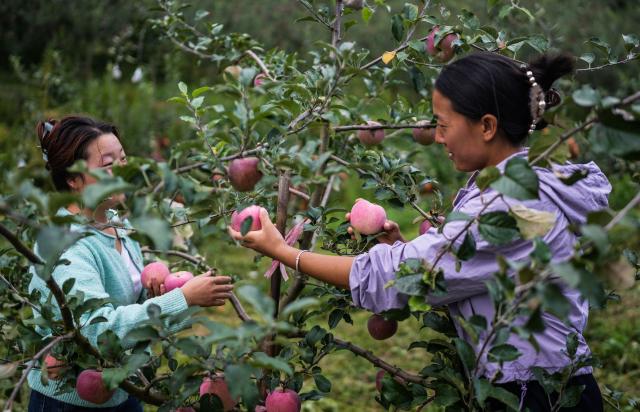 (260906) -- WEINING, Sept. 6, 2026 (Xinhua) -- Farmers harvest apples in the Yi-Hui-Miao Autonomous County of Weining, Bijie, southwest China's Guizhou Province, Sept. 5, 2026. Early-ripening apples in the Yi-Hui-Miao Autonomous County of Weining are gradually entering the harvest season. The county has 150,000 mu (about 10,000 hectares) of apple trees bearing fruit, with more than ten apple varieties. The county's apple industry has generated a comprehensive output value of 1.2 billion yuan (about 178.81 million U.S. dollars), boosting the incomes of nearly 100,000 rural households. (Xinhua/Tao Liang)
