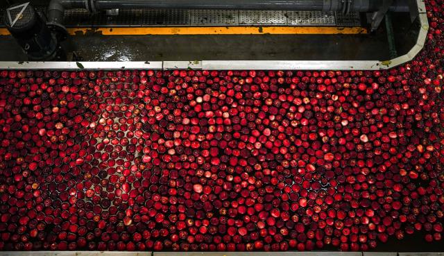 (260906) -- WEINING, Sept. 6, 2026 (Xinhua) -- Apples are seen on a sorting line at a fruit company in the Yi-Hui-Miao Autonomous County of Weining, Bijie, southwest China's Guizhou Province, Sept. 5, 2026. Early-ripening apples in the Yi-Hui-Miao Autonomous County of Weining are gradually entering the harvest season. The county has 150,000 mu (about 10,000 hectares) of apple trees bearing fruit, with more than ten apple varieties. The county's apple industry has generated a comprehensive output value of 1.2 billion yuan (about 178.81 million U.S. dollars), boosting the incomes of nearly 100,000 rural households. (Xinhua/Tao Liang)