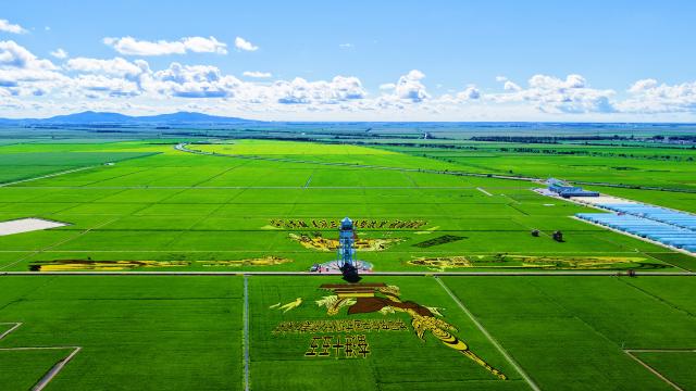 (260907) -- HARBIN, Sept. 7, 2026 (Xinhua) -- This photo taken on July 29, 2026 shows a panoramic view of rice paddy art pieces at a rice park in Fujin City, northeast China's Heilongjiang Province.
  TO GO WITH "China Focus: China's top grain-producing province turns paddies into tourist destinations" (Xinhua)