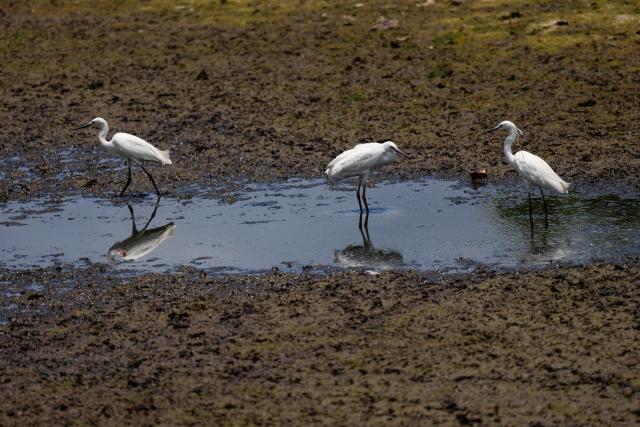 (260907) -- POLONNARUWA, Sept. 7, 2026 (Xinhua) -- Herons try to forage in a lake that is about to dry up in Polonnaruwa, Sri Lanka, Sept. 3, 2026. More than 115,000 people in seven districts of Sri Lanka have been affected by prevailing dry weather conditions linked to the El Nino weather pattern, the National Disaster Relief Services Center said Saturday. (Photo by Thilina Kaluthotage/Xinhua)