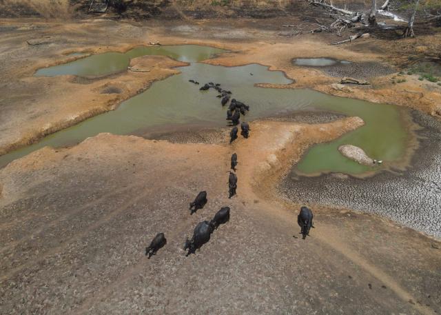(260907) -- POLONNARUWA, Sept. 7, 2026 (Xinhua) -- Buffalos are pictured in a lake that is about to dry up in Polonnaruwa, Sri Lanka, Sept. 4, 2026. More than 115,000 people in seven districts of Sri Lanka have been affected by prevailing dry weather conditions linked to the El Nino weather pattern, the National Disaster Relief Services Center said Saturday. (Photo by Thilina Kaluthotage/Xinhua)
