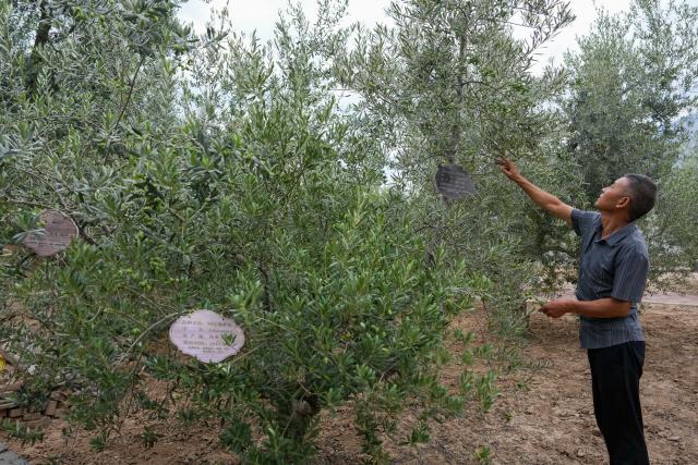 (260907) -- LONGNAN, Sept. 7, 2026 (Xinhua) -- A farmer checks olive trees at a planting base in Wudu District of Longnan City, northwest China's Gansu Province, Sept. 6, 2026. The judging session for China division of the Australian International Olive Awards was held in Wudu District of Longnan on Sunday and Monday. The event has attracted entries from across the world to compete for the top award of olive oil.
   Dubbed the "hometown of China's olives," Wudu District boasts an olive planting area of 640,000 mu (about 42,667 hectares) with a total industrial output value exceeding 4 billion yuan (about 597 million U.S. dollars), and has formed a complete industrial chain from high-quality seed breeding to deep processing. (Xinhua/Lang Bingbing)