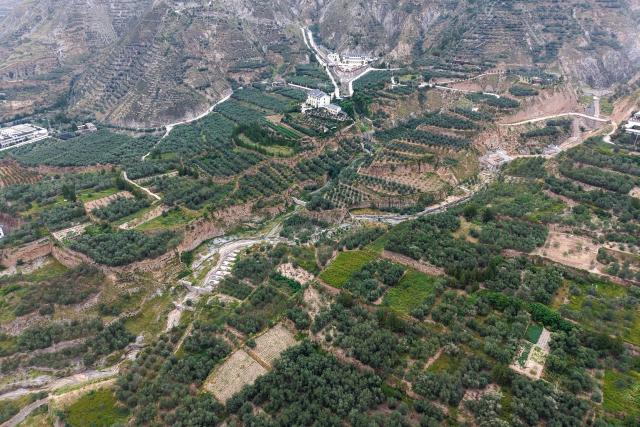 (260907) -- LONGNAN, Sept. 7, 2026 (Xinhua) -- An aerial drone photo taken on Sept. 7, 2026 shows an olive planting base in Wudu District of Longnan City, northwest China's Gansu Province. The judging session for China division of the Australian International Olive Awards was held in Wudu District of Longnan on Sunday and Monday. The event has attracted entries from across the world to compete for the top award of olive oil.
   Dubbed the "hometown of China's olives," Wudu District boasts an olive planting area of 640,000 mu (about 42,667 hectares) with a total industrial output value exceeding 4 billion yuan (about 597 million U.S. dollars), and has formed a complete industrial chain from high-quality seed breeding to deep processing. (Xinhua/Lang Bingbing)