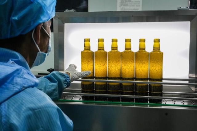 (260907) -- LONGNAN, Sept. 7, 2026 (Xinhua) -- A staff member checks newly bottled olive oil at an olive processing company in Wudu District of Longnan City, northwest China's Gansu Province, Sept. 6, 2026. The judging session for China division of the Australian International Olive Awards was held in Wudu District of Longnan on Sunday and Monday. The event has attracted entries from across the world to compete for the top award of olive oil.
   Dubbed the "hometown of China's olives," Wudu District boasts an olive planting area of 640,000 mu (about 42,667 hectares) with a total industrial output value exceeding 4 billion yuan (about 597 million U.S. dollars), and has formed a complete industrial chain from high-quality seed breeding to deep processing. (Xinhua/Lang Bingbing)