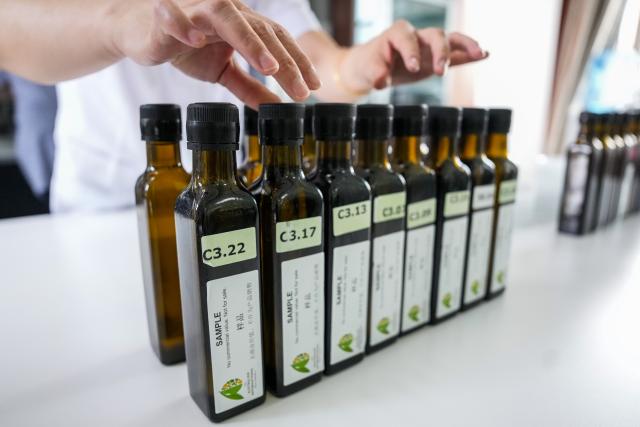 (260907) -- LONGNAN, Sept. 7, 2026 (Xinhua) -- A staff member arranges olive oil samples at a lab for sensory analysis in Longnan City, northwest China's Gansu Province, Sept. 6, 2026. The judging session for China division of the Australian International Olive Awards was held in Wudu District of Longnan on Sunday and Monday. The event has attracted entries from across the world to compete for the top award of olive oil.
   Dubbed the "hometown of China's olives," Wudu District boasts an olive planting area of 640,000 mu (about 42,667 hectares) with a total industrial output value exceeding 4 billion yuan (about 597 million U.S. dollars), and has formed a complete industrial chain from high-quality seed breeding to deep processing. (Xinhua/Lang Bingbing)
