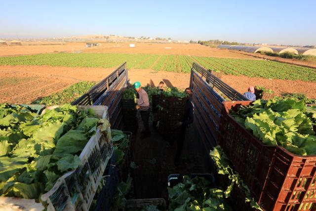 (260907) -- AMMAN, Sept. 7, 2026 (Xinhua) -- Farmers load boxes of harvested lettuce onto a truck in southern Amman, Jordan, Sept. 7, 2026. (Photo by Mohammad Abu Ghosh/Xinhua)