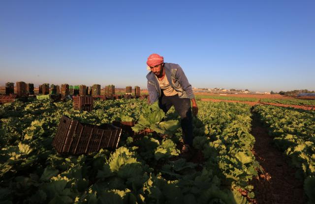 (260907) -- AMMAN, Sept. 7, 2026 (Xinhua) -- A farmer harvests lettuce in southern Amman, Jordan, Sept. 7, 2026. (Photo by Mohammad Abu Ghosh/Xinhua)