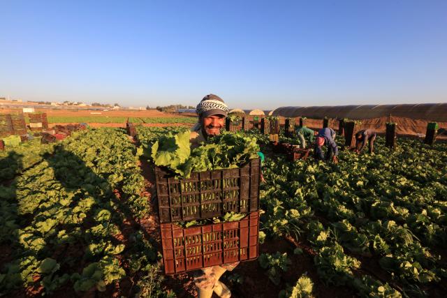(260907) -- AMMAN, Sept. 7, 2026 (Xinhua) -- A farmer harvests lettuce in southern Amman, Jordan, Sept. 7, 2026. (Photo by Mohammad Abu Ghosh/Xinhua)