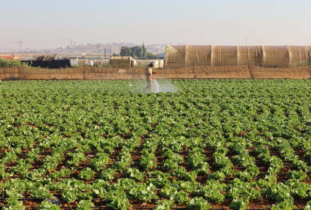 (260907) -- AMMAN, Sept. 7, 2026 (Xinhua) -- A farmer sprays pesticides in a lettuce field in southern Amman, Jordan, Sept. 7, 2026. (Photo by Mohammad Abu Ghosh/Xinhua)