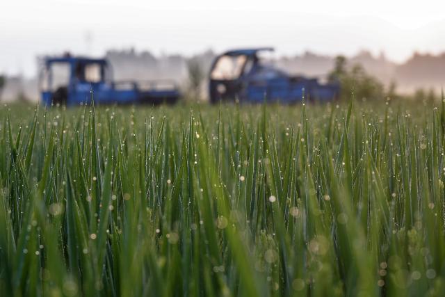 (260908) -- BEIJING, Sept. 8, 2026 (Xinhua) -- Paddy rice plants are seen in Anji County of Huzhou, east China's Zhejiang Province, Sept. 7, 2026. Farmers are busy with farm work around White Dew (Bailu), one of the 24 solar terms meaning dew curdles and the start to get cold. (Photo by Pan Xuekang/Xinhua)