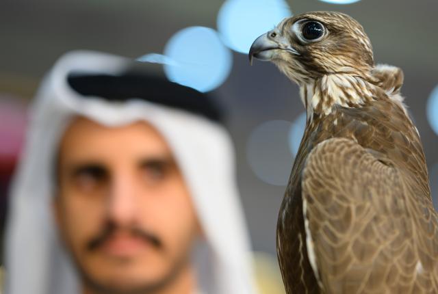 (260910) -- BEIJING, Sept. 10, 2026 (Xinhua) -- An exhibitor shows a falcon during the 10th Katara International Hunting and Falconry Exhibition, known as S'hail 2026, in Doha, Qatar, Sept. 8, 2026.
  The event opened on Tuesday in Doha, bringing together 158 relevant companies and entities from 15 countries. (Photo by Nikku/Xinhua)