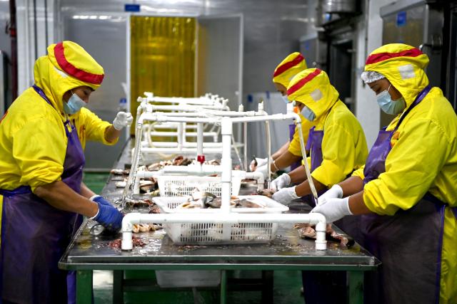 (260910) -- NANNING, Sept. 10, 2026 (Xinhua) -- Workers process seafood at a cold chain enterprise in Qinzhou City, south China's Guangxi Zhuang Autonomous Region, Sept. 3, 2026. Pinglu Canal in south China's Guangxi Zhuang Autonomous Region will become operational on Sept. 16. The 134.2-km canal links the Xijiang River shipping route in the north with the Beibu Gulf in the south. It is China's first major river-to-sea canal project that has been planned and coordinated at the national level since 1949.
   Centering the Pinglu Canal Economic Belt as its main artery, Guangxi focuses on large-capacity, port and waterway-related industries. It builds port-adjacent parks along the canal tailored to local conditions, forming industrial clusters that support upstream and downstream industries and foster collaboration among large, medium, and small enterprises.
   Across Guangxi, localities leverage their own resources to position themselves within a maritime-oriented industrial layout, advancing the high-quality development of the marine economy. (Xinhua/Cao Yiming)