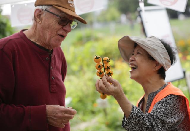 (260913) -- VANCOUVER, Sept. 13, 2026 (Xinhua) -- People look at a bunch of cherry tomatoes at a tomato festival in Vancouver, British Columbia, Canada, Sept. 12, 2026. The event was held here on Saturday, showcasing a wide variety of tomatoes cultivated by local farmers. It featured tomato tastings, exhibits, informational displays, as well as sales of various tomato varieties. (Photo by Liang Sen/Xinhua)