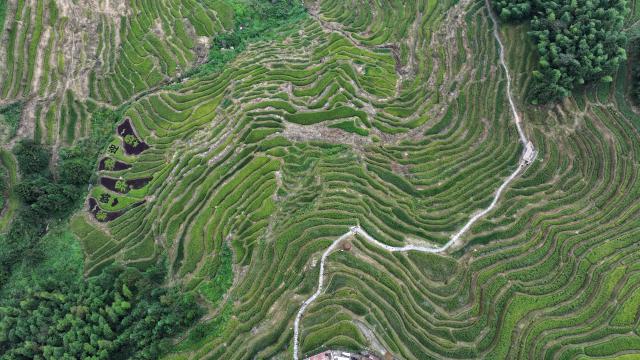 (260913) -- LOUDI, Sept. 13, 2026 (Xinhua) -- An aerial drone photo taken on Sept. 11, 2026 shows a view of the Ziquejie terraces in Xinhua County of Loudi City, central China's Hunan Province. With a history dating back over 2,000 years, the Ziquejie terraces boast a distinct irrigation system and breathtaking views throughout the seasons, attracting plenty of tourists. (Xinhua/Chen Zhenhai)