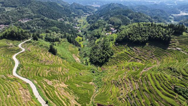 (260913) -- LOUDI, Sept. 13, 2026 (Xinhua) -- An aerial drone photo taken on Sept. 12, 2026 shows a view of the Ziquejie terraces in Xinhua County of Loudi City, central China's Hunan Province. With a history dating back over 2,000 years, the Ziquejie terraces boast a distinct irrigation system and breathtaking views throughout the seasons, attracting plenty of tourists. (Xinhua/Chen Zhenhai)
