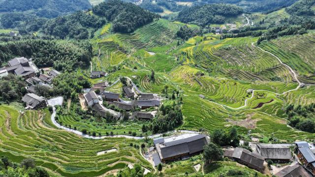 (260913) -- LOUDI, Sept. 13, 2026 (Xinhua) -- An aerial drone photo taken on Sept. 12, 2026 shows a view of the Ziquejie terraces in Xinhua County of Loudi City, central China's Hunan Province. With a history dating back over 2,000 years, the Ziquejie terraces boast a distinct irrigation system and breathtaking views throughout the seasons, attracting plenty of tourists. (Xinhua/Chen Zhenhai)