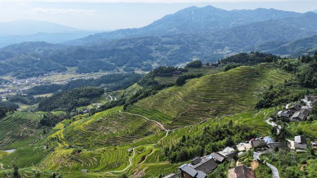 (260913) -- LOUDI, Sept. 13, 2026 (Xinhua) -- An aerial drone photo taken on Sept. 12, 2026 shows a view of the Ziquejie terraces in Xinhua County of Loudi City, central China's Hunan Province. With a history dating back over 2,000 years, the Ziquejie terraces boast a distinct irrigation system and breathtaking views throughout the seasons, attracting plenty of tourists. (Xinhua/Chen Zhenhai)