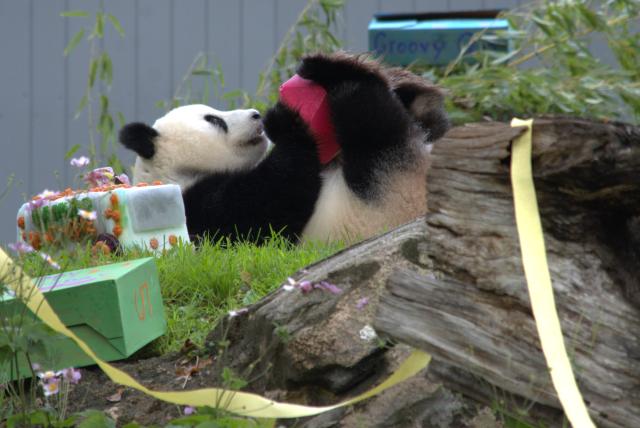 (260913) -- WASHINGTON, Sept. 13, 2026 (Xinhua) -- Giant panda Qing Bao prepares to eat her birthday cake during celebrations marking her fifth birthday at the Smithsonian's National Zoo in Washington, D.C., the United States, on Sept. 12, 2026. The fifth birthday party of giant panda Qing Bao was held here on Saturday. (Photo by Li Yuanqing/Xinhua)