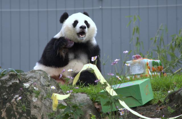 (260913) -- WASHINGTON, Sept. 13, 2026 (Xinhua) -- Giant panda Qing Bao eats her birthday cake during celebrations marking her fifth birthday at the Smithsonian's National Zoo in Washington, D.C., the United States, on Sept. 12, 2026. The fifth birthday party of giant panda Qing Bao was held here on Saturday. (Photo by Li Yuanqing/Xinhua)