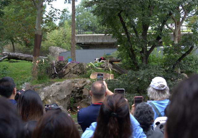 (260913) -- WASHINGTON, Sept. 13, 2026 (Xinhua) -- People watch giant panda Qing Bao during celebrations marking her fifth birthday at the Smithsonian's National Zoo in Washington, D.C., the United States, on Sept. 12, 2026. The fifth birthday party of giant panda Qing Bao was held here on Saturday. (Photo by Li Yuanqing/Xinhua)