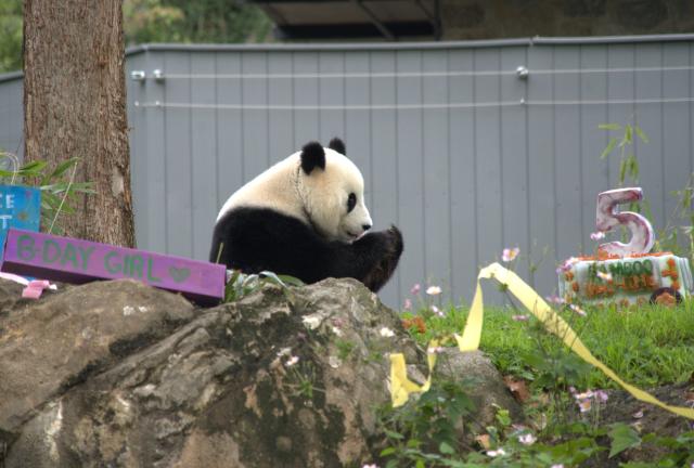 (260913) -- WASHINGTON, Sept. 13, 2026 (Xinhua) -- Giant panda Qing Bao eats her birthday cake during celebrations marking her fifth birthday at the Smithsonian's National Zoo in Washington, D.C., the United States, on Sept. 12, 2026. The fifth birthday party of giant panda Qing Bao was held here on Saturday. (Photo by Li Yuanqing/Xinhua)