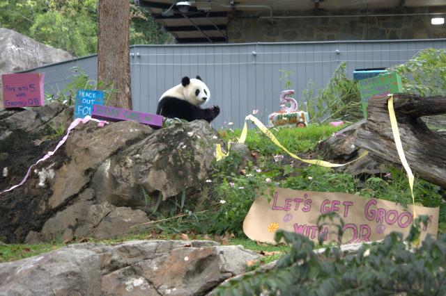 (260913) -- WASHINGTON, Sept. 13, 2026 (Xinhua) -- Giant panda Qing Bao eats her birthday cake during celebrations marking her fifth birthday at the Smithsonian's National Zoo in Washington, D.C., the United States, on Sept. 12, 2026. The fifth birthday party of giant panda Qing Bao was held here on Saturday. (Photo by Li Yuanqing/Xinhua)