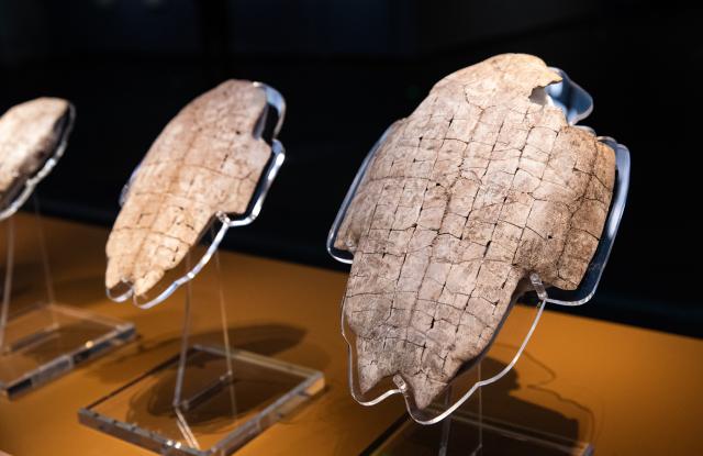 (260913) -- ANYANG, Sept. 13, 2026 (Xinhua) -- This photo taken on Sept. 12, 2026 shows oracle bones at the Yinxu Museum in Anyang, central China's Henan Province. The new Yinxu Museum is the first major national thematic archaeological museum dedicated to panoramically showcasing the ancient Shang civilization. 
   In terms of exhibition layout, the museum focuses on the theme of "The Great Shang Civilization." It features three permanent exhibitions, four thematic exhibitions, and one immersive digital exhibition. Nearly 4,000 artifacts (sets) are displayed, including bronze ware, pottery, jade, and oracle bones.
   Since the official opening of the new museum in February 2024, the museum has continued to grow in popularity, making the Shang civilization thrive with renewed vitality in the new era. To date, it has received a total of 6.1 million tourists accumulatively. (Xinhua/Zhang Fan)