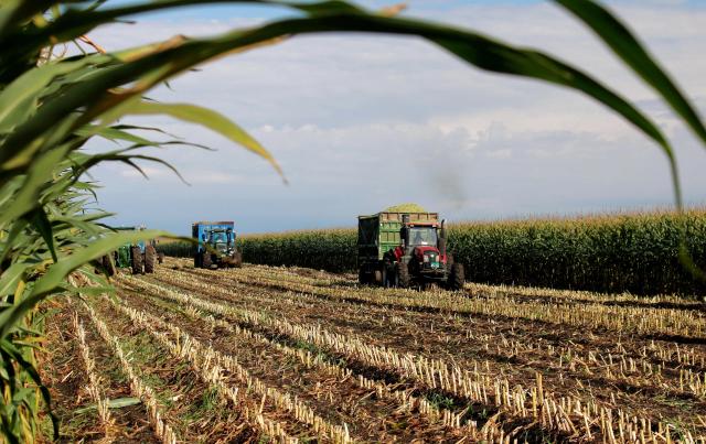 (260913) -- HARBIN, Sept. 13, 2026 (Xinhua) -- Vehicles transfer silage maize at a farm under Beidahuang Group in northeast China's Heilongjiang Province, Sept. 12, 2026. Harvest of silage crops are underway across Heilongjiang Province. Farmers are making the most of the harvest season, coordinating harvesting, transportation and storage to ensure ample feed for livestock through the winter. (Photo by Lu Wenxiang/Xinhua)