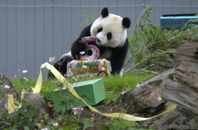 (260914) -- BEIJING, Sept. 14, 2026 (Xinhua) -- Giant panda Qing Bao eats her birthday cake during celebrations marking her fifth birthday at the Smithsonian's National Zoo in Washington, D.C., the United States, on Sept. 12, 2026. The fifth birthday party of giant panda Qing Bao was held here on Saturday. (Photo by Li Yuanqing/Xinhua)