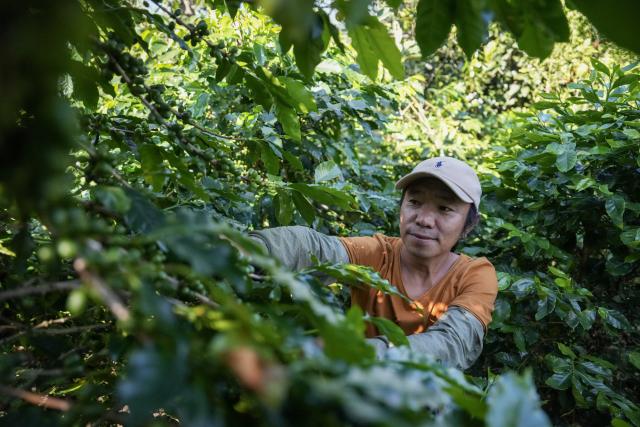 (260914) -- LINCANG, Sept. 14, 2026 (Xinhua) -- Zhu Hong, curator of Xigui coffee estate, inspects the growth of coffee cherries in Xigui Village of Lincang City, southwest China's Yunnan Province on Sept. 13, 2026. As one of the important coffee production areas in Yunnan Province, Lincang City, relying on its unique natural resources, has vigorously developed a business model integrating coffee industry and tourism. Tourists can experience coffee culture in an immersive way at the coffee estates, unlocking new experiences of rural leisure.
   By the end of 2025, the coffee planting area in Lincang City had reached approximately 290,000 mu (about 19,333 hectares). The coffee industry is becoming an important engine driving the development of local agricultural, cultural and tourism economy. (Xinhua/Chen Xinbo)