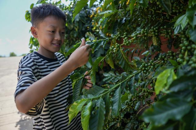 (260914) -- LINCANG, Sept. 14, 2026 (Xinhua) -- A child looks at coffee cherries in Xigui Village of Lincang City in southwest China's Yunnan Province on Sept. 13, 2026. As one of the important coffee production areas in Yunnan Province, Lincang City, relying on its unique natural resources, has vigorously developed a business model integrating coffee industry and tourism. Tourists can experience coffee culture in an immersive way at the coffee estates, unlocking new experiences of rural leisure.
   By the end of 2025, the coffee planting area in Lincang City had reached approximately 290,000 mu (about 19,333 hectares). The coffee industry is becoming an important engine driving the development of local agricultural, cultural and tourism economy. (Xinhua/Chen Xinbo)