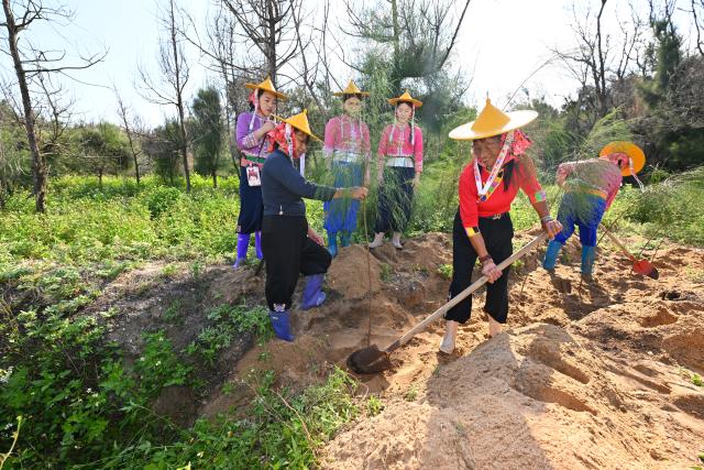 (260914) -- HUI'AN, Sept. 14, 2026 (Xinhua) -- Chen Liying (2nd R) and her fellow forest rangers plant trees at the Xiaozuo Forest Farm in Hui'an County, southeast China's Fujian Province, Sept. 9, 2026. Early autumn sees millions of casuarina trees swaying gently by the wind at Xiaozuo Forest Farm in Hui'an County. Behind this lush forest lies sixty years of perseverance by female rangers.
   Located at the largest wind-sand outlet in eastern Hui'an, what is now Xiaozuo Forest Farm used to be a barren saline-alkali wasteland back in the 1960s and 70s. The farm was officially founded in 1963 as part of the efforts to restore the local ecosystem. 
   Twenty young Hui'an women arrived here to plant and protect trees in 1966. They carried fresh water and transported red soil from afar to nurture saplings with great care. Yet every autumn and winter, fierce sea winds would destroy the trees they had worked so hard to grow. 
   Chen Liying joined the farm in 1972. Bearing maturity and competence beyond her age, reinforced by the legendary diligence that Hui'an women are well noted for, she grew from an ordinary team member into the Party branch secretary and director of the farm.
    After years of exploration, Chen and her fellow female rangers pioneered a new method for afforestation, which greatly raised the survival rate of casuarina seedlings. Chen and her team planted 750,000 casuarina trees on this saline land since the 1980s, covering an area of over 1,000 mu (about 66.7 hectares) with a survival rate above 85 percent.
   Generations of female Hui'an rangers have miraculously turned wasteland into oasis. Today, the shelterbelt of Xiaozuo Forest Farm runs more than 2,000 meters along the coast, serving as a natural barrier against wind and sand on the county's southeastern shore, protecting nearby villages and farmland. (Xinhua/Jiang Kehong)