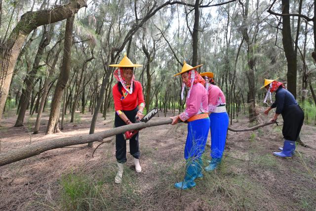 (260914) -- HUI'AN, Sept. 14, 2026 (Xinhua) -- Chen Liying (1st L) attempts to remove a fallen tree with the help of her fellow forest rangers at the Xiaozuo Forest Farm in Hui'an County, southeast China's Fujian Province, Sept. 9, 2026. Early autumn sees millions of casuarina trees swaying gently by the wind at Xiaozuo Forest Farm in Hui'an County. Behind this lush forest lies sixty years of perseverance by female rangers.
   Located at the largest wind-sand outlet in eastern Hui'an, what is now Xiaozuo Forest Farm used to be a barren saline-alkali wasteland back in the 1960s and 70s. The farm was officially founded in 1963 as part of the efforts to restore the local ecosystem. 
   Twenty young Hui'an women arrived here to plant and protect trees in 1966. They carried fresh water and transported red soil from afar to nurture saplings with great care. Yet every autumn and winter, fierce sea winds would destroy the trees they had worked so hard to grow. 
   Chen Liying joined the farm in 1972. Bearing maturity and competence beyond her age, reinforced by the legendary diligence that Hui'an women are well noted for, she grew from an ordinary team member into the Party branch secretary and director of the farm.
    After years of exploration, Chen and her fellow female rangers pioneered a new method for afforestation, which greatly raised the survival rate of casuarina seedlings. Chen and her team planted 750,000 casuarina trees on this saline land since the 1980s, covering an area of over 1,000 mu (about 66.7 hectares) with a survival rate above 85 percent.
   Generations of female Hui'an rangers have miraculously turned wasteland into oasis. Today, the shelterbelt of Xiaozuo Forest Farm runs more than 2,000 meters along the coast, serving as a natural barrier against wind and sand on the county's southeastern shore, protecting nearby villages and farmland. (Xinhua/Jiang Kehong)