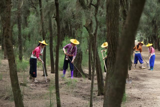 (260914) -- HUI'AN, Sept. 14, 2026 (Xinhua) -- Female forest rangers clear dead branches and fallen leaves at the Xiaozuo Forest Farm in Hui'an County, southeast China's Fujian Province, Sept. 9, 2026. Early autumn sees millions of casuarina trees swaying gently by the wind at Xiaozuo Forest Farm in Hui'an County. Behind this lush forest lies sixty years of perseverance by female rangers.
   Located at the largest wind-sand outlet in eastern Hui'an, what is now Xiaozuo Forest Farm used to be a barren saline-alkali wasteland back in the 1960s and 70s. The farm was officially founded in 1963 as part of the efforts to restore the local ecosystem. 
   Twenty young Hui'an women arrived here to plant and protect trees in 1966. They carried fresh water and transported red soil from afar to nurture saplings with great care. Yet every autumn and winter, fierce sea winds would destroy the trees they had worked so hard to grow. 
   Chen Liying joined the farm in 1972. Bearing maturity and competence beyond her age, reinforced by the legendary diligence that Hui'an women are well noted for, she grew from an ordinary team member into the Party branch secretary and director of the farm.
    After years of exploration, Chen and her fellow female rangers pioneered a new method for afforestation, which greatly raised the survival rate of casuarina seedlings. Chen and her team planted 750,000 casuarina trees on this saline land since the 1980s, covering an area of over 1,000 mu (about 66.7 hectares) with a survival rate above 85 percent.
   Generations of female Hui'an rangers have miraculously turned wasteland into oasis. Today, the shelterbelt of Xiaozuo Forest Farm runs more than 2,000 meters along the coast, serving as a natural barrier against wind and sand on the county's southeastern shore, protecting nearby villages and farmland. (Xinhua/Jiang Kehong)