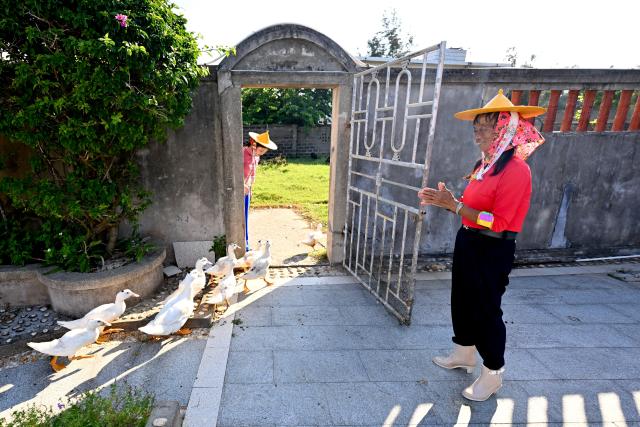 (260914) -- HUI'AN, Sept. 14, 2026 (Xinhua) -- Chen Liying checks the ducks raised at the Xiaozuo Forest Farm in Hui'an County, southeast China's Fujian Province, Sept. 9, 2026. Early autumn sees millions of casuarina trees swaying gently by the wind at Xiaozuo Forest Farm in Hui'an County. Behind this lush forest lies sixty years of perseverance by female rangers.
   Located at the largest wind-sand outlet in eastern Hui'an, what is now Xiaozuo Forest Farm used to be a barren saline-alkali wasteland back in the 1960s and 70s. The farm was officially founded in 1963 as part of the efforts to restore the local ecosystem. 
   Twenty young Hui'an women arrived here to plant and protect trees in 1966. They carried fresh water and transported red soil from afar to nurture saplings with great care. Yet every autumn and winter, fierce sea winds would destroy the trees they had worked so hard to grow. 
   Chen Liying joined the farm in 1972. Bearing maturity and competence beyond her age, reinforced by the legendary diligence that Hui'an women are well noted for, she grew from an ordinary team member into the Party branch secretary and director of the farm.
    After years of exploration, Chen and her fellow female rangers pioneered a new method for afforestation, which greatly raised the survival rate of casuarina seedlings. Chen and her team planted 750,000 casuarina trees on this saline land since the 1980s, covering an area of over 1,000 mu (about 66.7 hectares) with a survival rate above 85 percent.
   Generations of female Hui'an rangers have miraculously turned wasteland into oasis. Today, the shelterbelt of Xiaozuo Forest Farm runs more than 2,000 meters along the coast, serving as a natural barrier against wind and sand on the county's southeastern shore, protecting nearby villages and farmland. (Xinhua/Jiang Kehong)