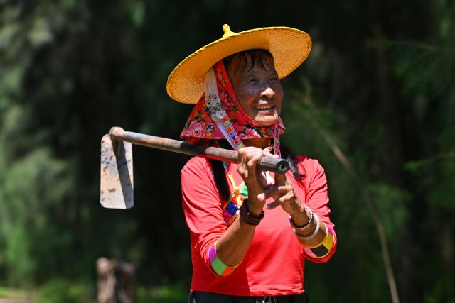 (260914) -- HUI'AN, Sept. 14, 2026 (Xinhua) -- Chen Liying is pictured at the Xiaozuo Forest Farm in Hui'an County, southeast China's Fujian Province, Sept. 9, 2026. Early autumn sees millions of casuarina trees swaying gently by the wind at Xiaozuo Forest Farm in Hui'an County. Behind this lush forest lies sixty years of perseverance by female rangers.
   Located at the largest wind-sand outlet in eastern Hui'an, what is now Xiaozuo Forest Farm used to be a barren saline-alkali wasteland back in the 1960s and 70s. The farm was officially founded in 1963 as part of the efforts to restore the local ecosystem. 
   Twenty young Hui'an women arrived here to plant and protect trees in 1966. They carried fresh water and transported red soil from afar to nurture saplings with great care. Yet every autumn and winter, fierce sea winds would destroy the trees they had worked so hard to grow. 
   Chen Liying joined the farm in 1972. Bearing maturity and competence beyond her age, reinforced by the legendary diligence that Hui'an women are well noted for, she grew from an ordinary team member into the Party branch secretary and director of the farm.
    After years of exploration, Chen and her fellow female rangers pioneered a new method for afforestation, which greatly raised the survival rate of casuarina seedlings. Chen and her team planted 750,000 casuarina trees on this saline land since the 1980s, covering an area of over 1,000 mu (about 66.7 hectares) with a survival rate above 85 percent.
   Generations of female Hui'an rangers have miraculously turned wasteland into oasis. Today, the shelterbelt of Xiaozuo Forest Farm runs more than 2,000 meters along the coast, serving as a natural barrier against wind and sand on the county's southeastern shore, protecting nearby villages and farmland. (Xinhua/Jiang Kehong)