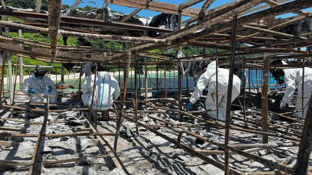 (260914) -- MANILA, Sept. 14, 2026 (Xinhua) -- Rescuers inspect the charred wreckage of a passenger vessel in Palawan Province, the Philippines, on Sept. 14, 2026.
  Rescue teams have completed searches of about 65 percent of the cargo hold of the passenger vessel that caught fire off the Philippines on Sept. 9, said the Philippine Coast Guard (PCG) on Monday.
  PCG said operations continue in the remaining sections. The fire aboard the passenger ship near the Philippines' Palawan has killed 76 people, with 13 still missing. (Philippine Coast Guard/Handout via Xinhua)