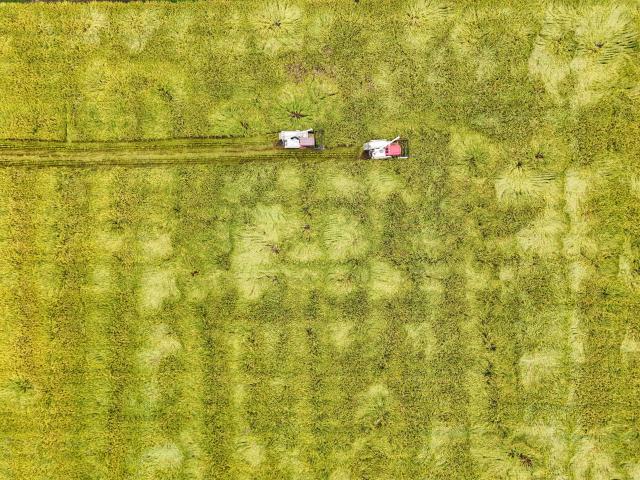 (260915) -- BEIJING, Sept. 15, 2026 (Xinhua) -- An aerial drone photo shows reapers harvesting rice at a paddy field in Yongfeng Village of Meishan, southwest China's Sichuan Province, Sept. 14, 2026. Local farmers are making the most of the harvest season, coordinating agricultural machinery to harvest the paddy field. (Xinhua/Wang Xi)