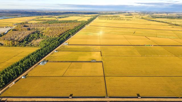 (260915) -- HARBIN, Sept. 15, 2026 (Xinhua) -- An aerial drone photo taken on Sept. 14, 2026 shows paddy fields at a farm under Beidahuang Group in northeast China's Heilongjiang Province. Heilongjiang is embracing the ripening season of paddy rice. (Photo by Huang Yongxing/Xinhua)
