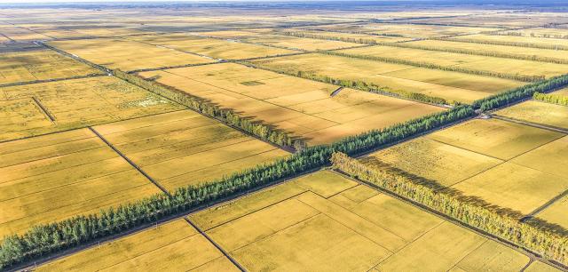 (260915) -- HARBIN, Sept. 15, 2026 (Xinhua) -- An aerial drone photo taken on Sept. 14, 2026 shows paddy fields at a farm under Beidahuang Group in northeast China's Heilongjiang Province. Heilongjiang is embracing the ripening season of paddy rice. (Photo by Huang Yongxing/Xinhua)