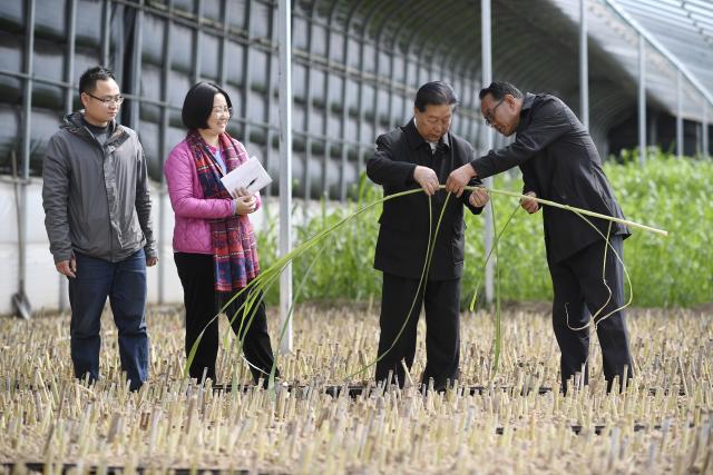 (260915) -- YINCHUAN, Sept. 15, 2026 (Xinhua) -- Lin Zhanxi (2nd R), a professor of Fujian Agriculture and Forestry University, talks with farmers about Juncao planting technology in Minning Town of Yinchuan, northwest China's Ningxia Hui Autonomous Region, March 29, 2021. (Xinhua/Wang Peng)